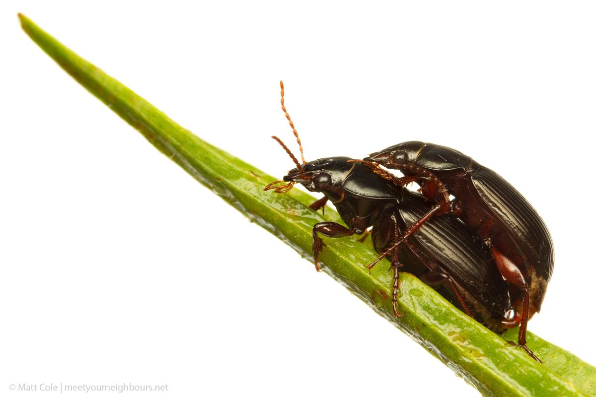 MYN Ground Beetles - Curtonotus aulicus